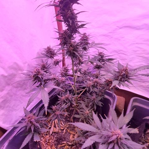Critical Red growlog photo: Demorando mais que o previsto pela empresa. 