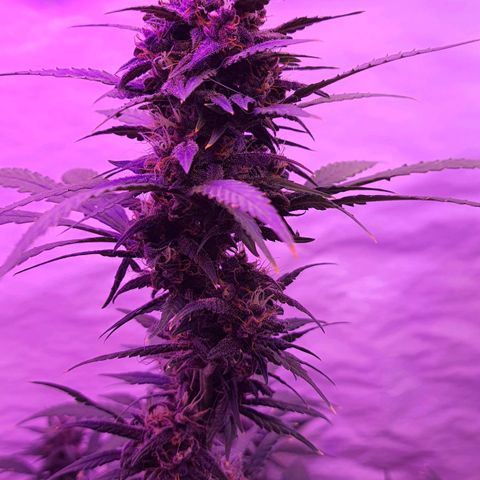 Critical Red growlog photo: Demorando mais que o previsto pela empresa. 