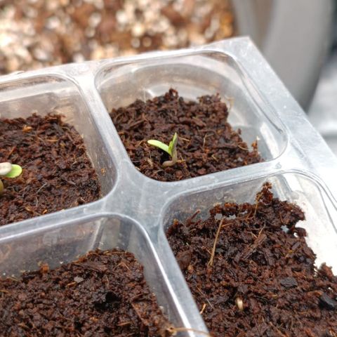 Unbekannte Sorte growlog timeline photo
