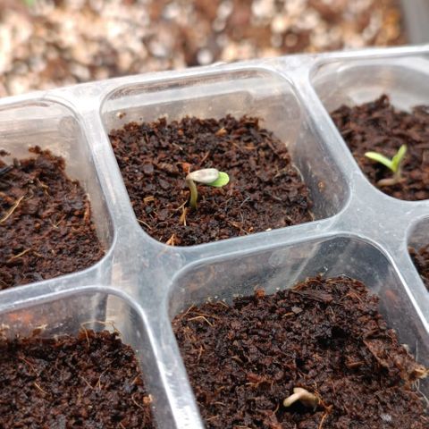 Unbekannte Sorte growlog timeline photo