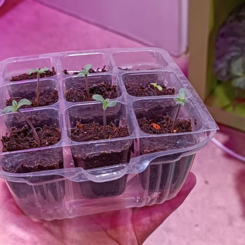 Unbekannte Sorte growlog timeline photo