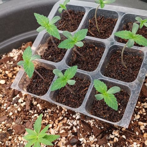 Unbekannte Sorte growlog timeline photo