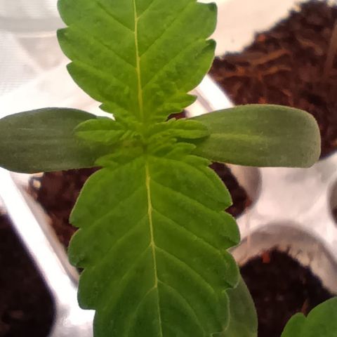 Unbekannte Sorte growlog timeline photo