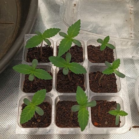 Unbekannte Sorte growlog timeline photo