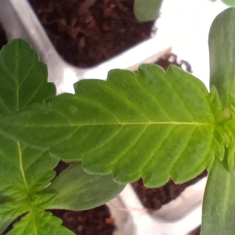 Unbekannte Sorte growlog timeline photo