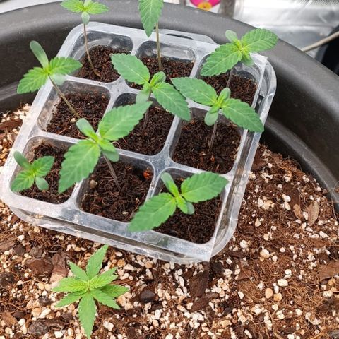 Unbekannte Sorte growlog timeline photo