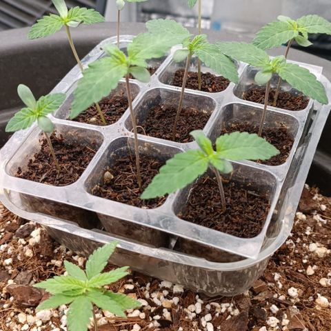Unbekannte Sorte growlog timeline photo