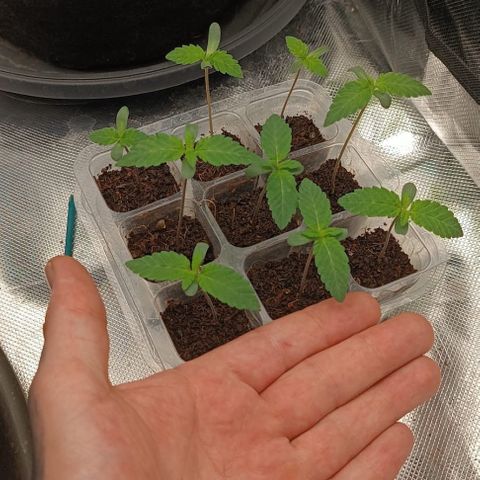 Unbekannte Sorte growlog timeline photo