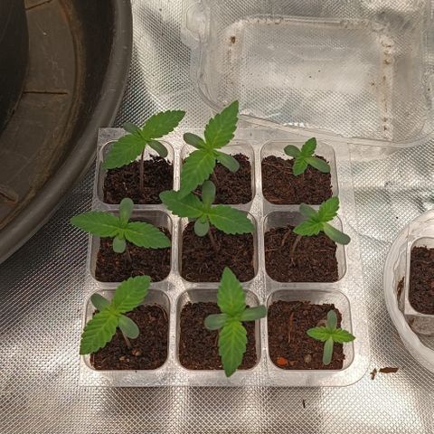Unbekannte Sorte growlog timeline photo