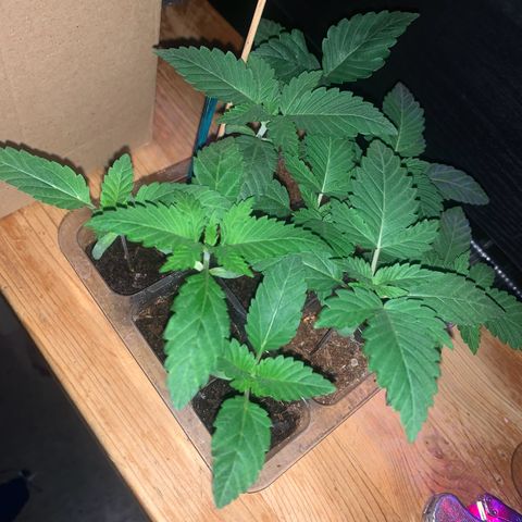 Unbekannte Sorte growlog timeline photo