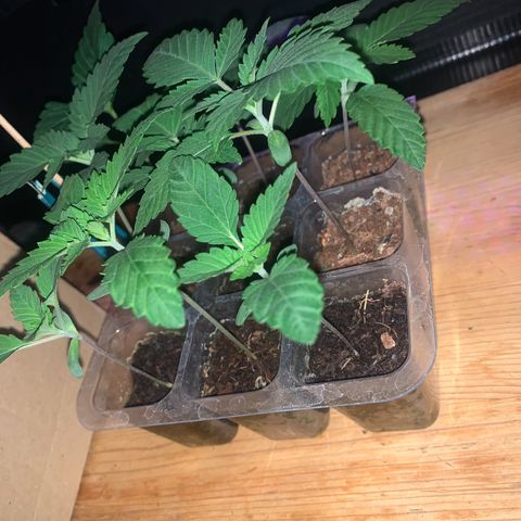 Unbekannte Sorte growlog timeline photo