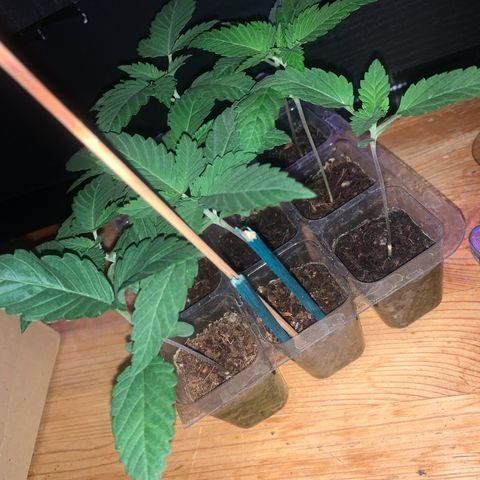 Unbekannte Sorte growlog timeline photo