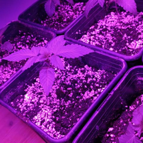 Unbekannte Sorte growlog timeline photo