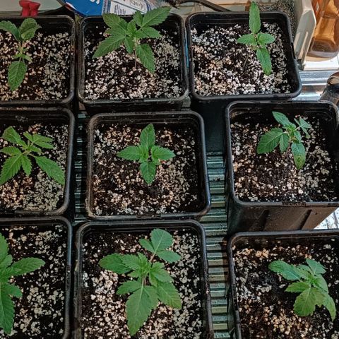 Unbekannte Sorte growlog timeline photo