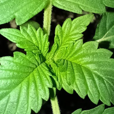 Unbekannte Sorte growlog timeline photo
