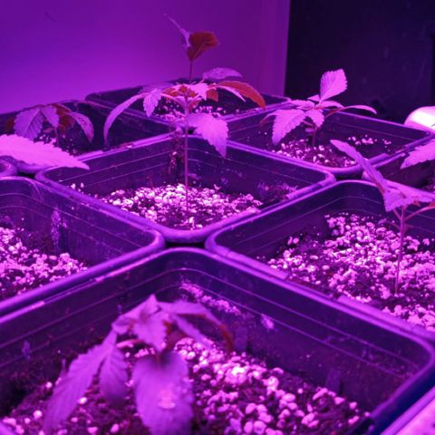 Unbekannte Sorte growlog timeline photo