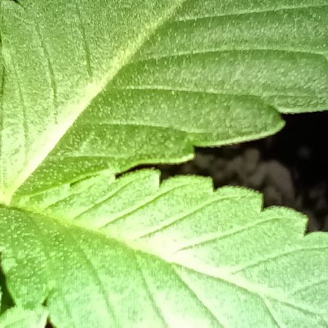 Unbekannte Sorte growlog timeline photo