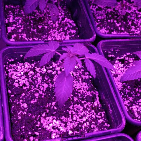Unbekannte Sorte growlog timeline photo