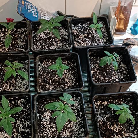 Unbekannte Sorte growlog timeline photo