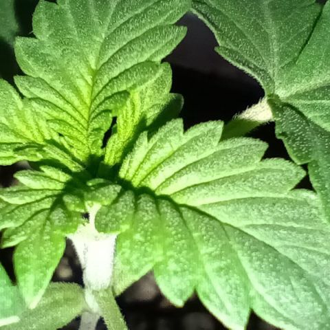 Unbekannte Sorte growlog timeline photo