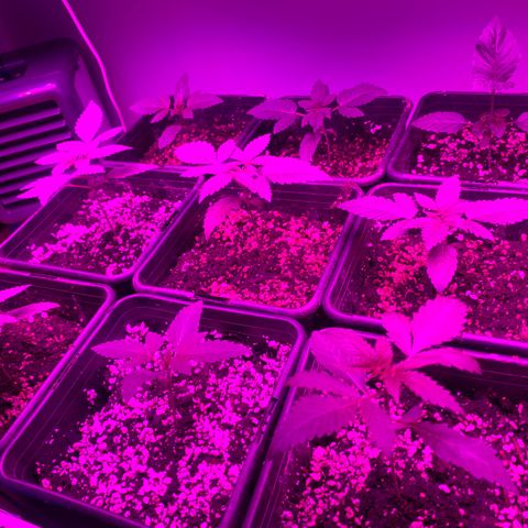 Unbekannte Sorte growlog timeline photo