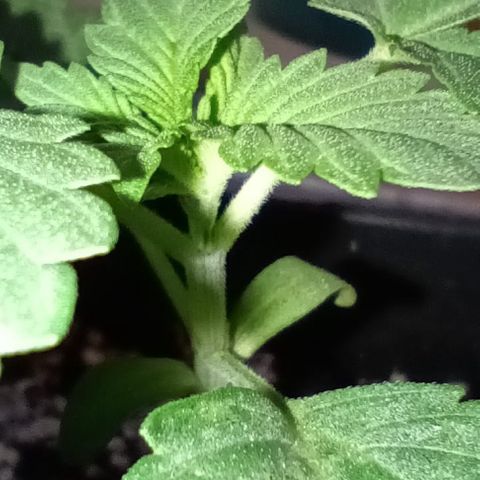 Unbekannte Sorte growlog timeline photo