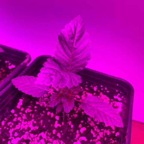Unbekannte Sorte growlog timeline photo