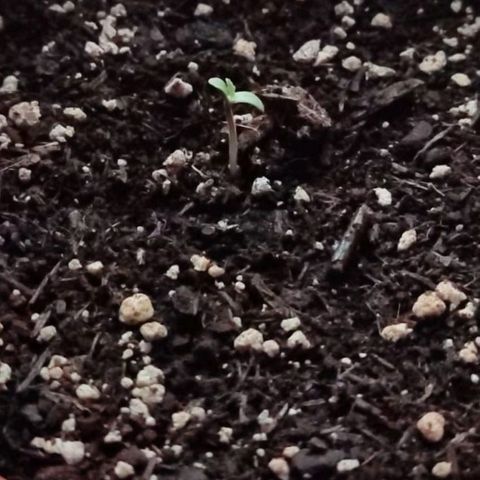 Chocolate Haze growlog timeline photo
