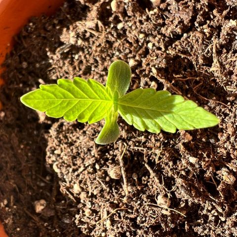 Chocolate Haze growlog timeline photo