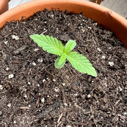 Chocolate Haze growlog timeline photo