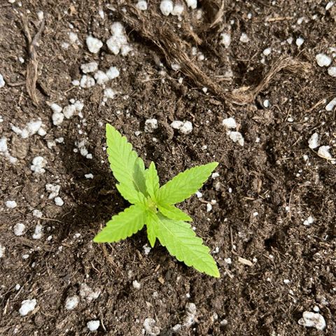 Chocolate Haze growlog timeline photo