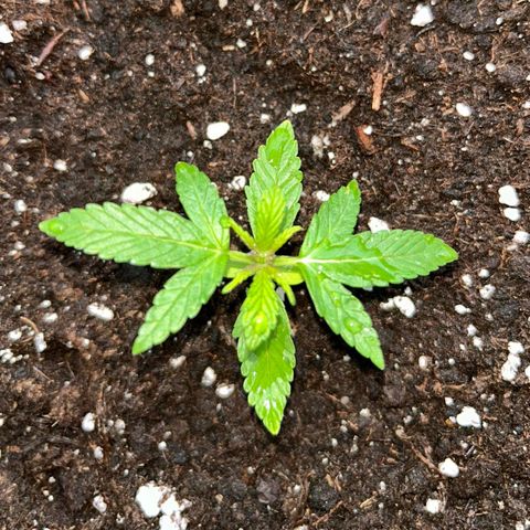 Chocolate Haze growlog timeline photo