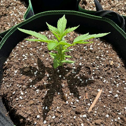 Chocolate Haze growlog timeline photo