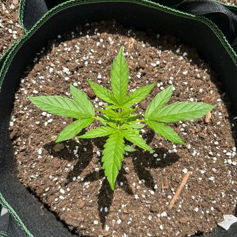 Chocolate Haze growlog timeline photo