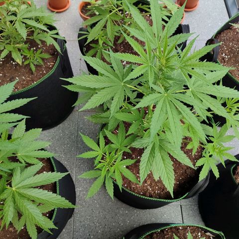 Chocolate Haze growlog timeline photo