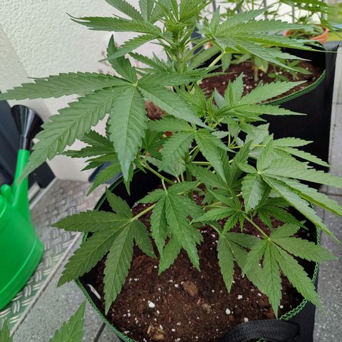 Chocolate Haze growlog timeline photo