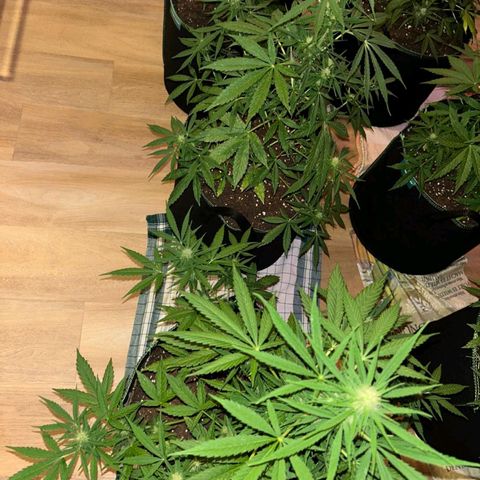 Chocolate Haze growlog timeline photo