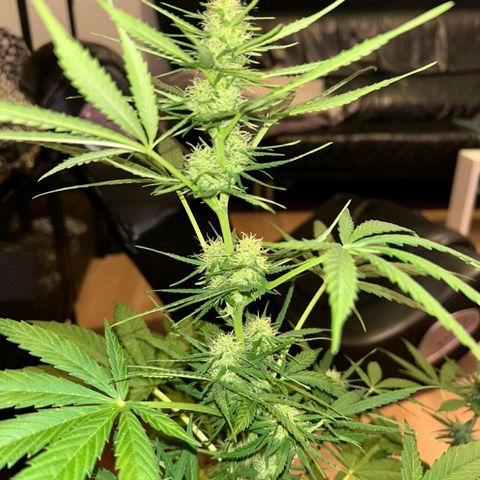 Chocolate Haze growlog timeline photo