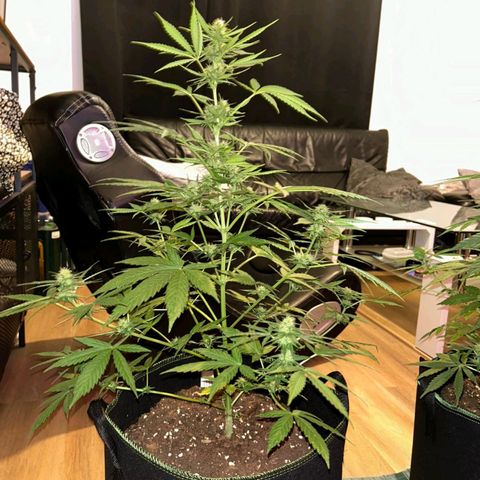 Chocolate Haze growlog timeline photo