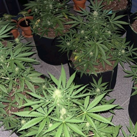Chocolate Haze growlog timeline photo