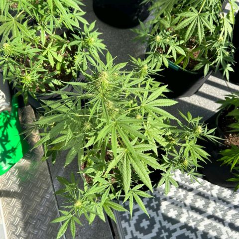Chocolate Haze growlog timeline photo