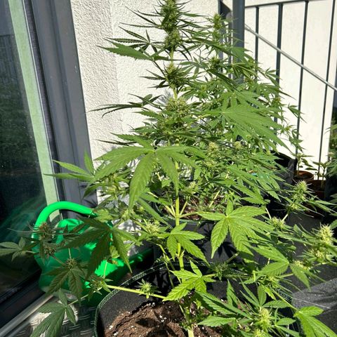 Chocolate Haze growlog timeline photo
