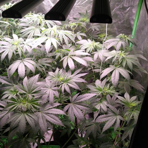 Think Fast growlog timeline photo