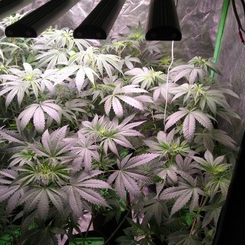 Think Fast growlog timeline photo