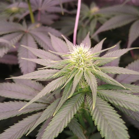 Think Fast growlog timeline photo