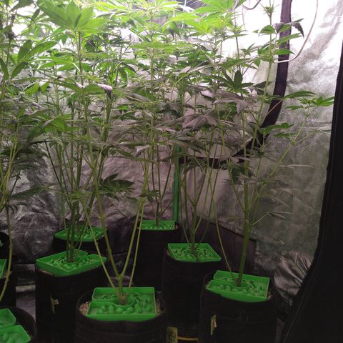 Think Fast growlog timeline photo