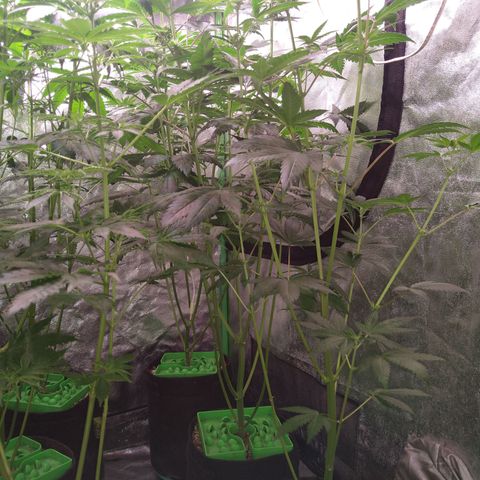 Think Fast growlog timeline photo