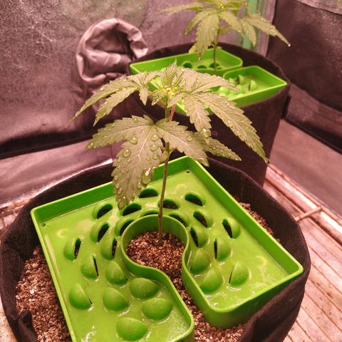 Jack 47 F1 Fast Version growlog timeline photo