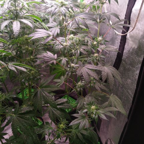 Think Fast growlog timeline photo