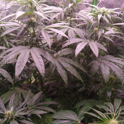 Think Fast growlog timeline photo